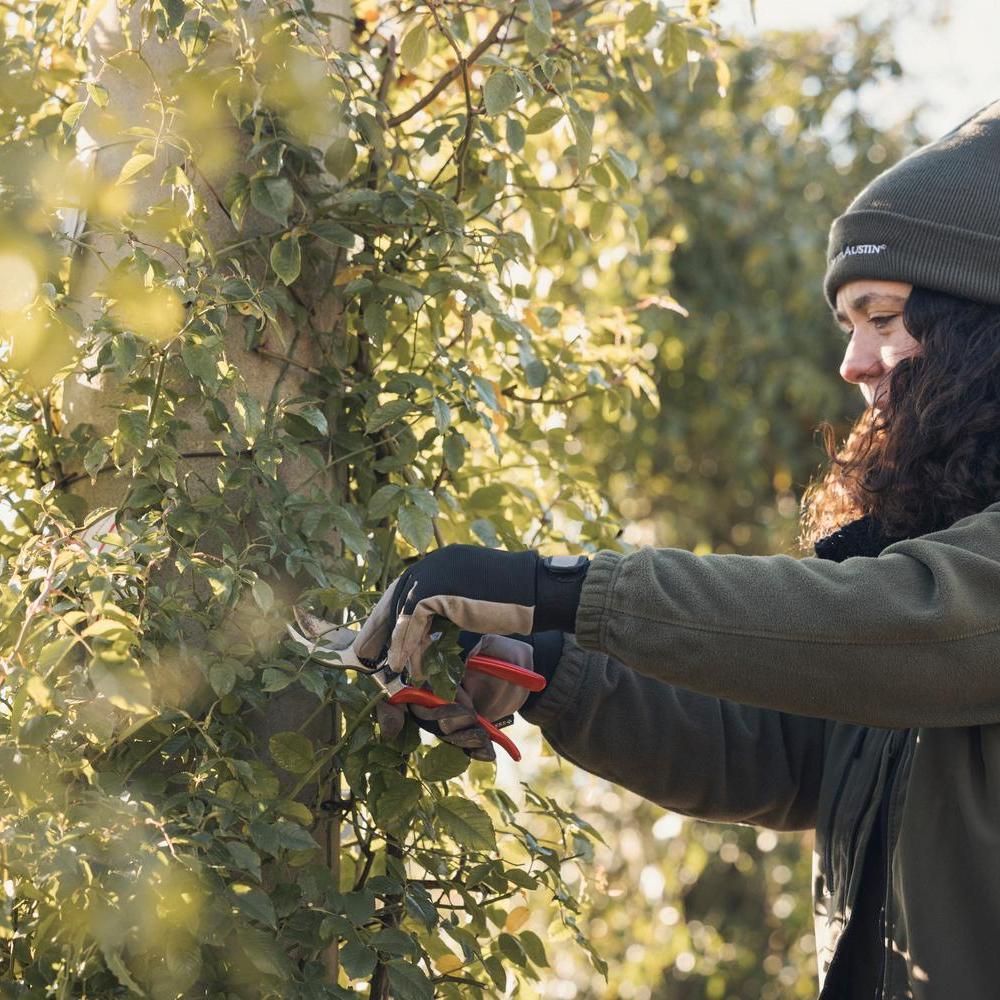 Woman pruning a climbing rose