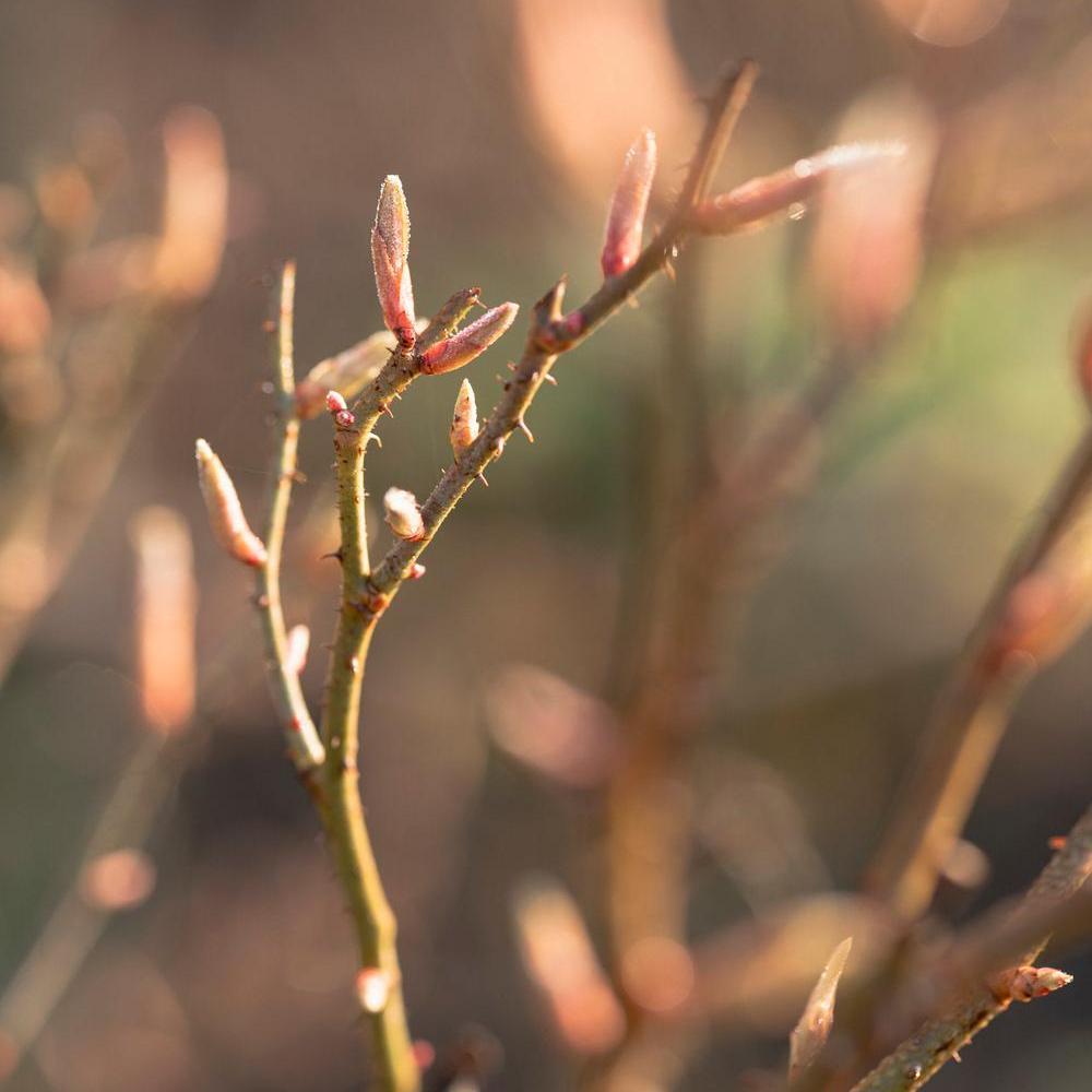 Spring_Shoot_NewGrowth David Austin rose