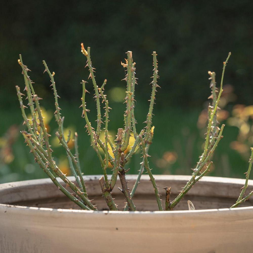 euphorbia erythrea variegata Euphorbia trigona 'Variegata' main image 1
