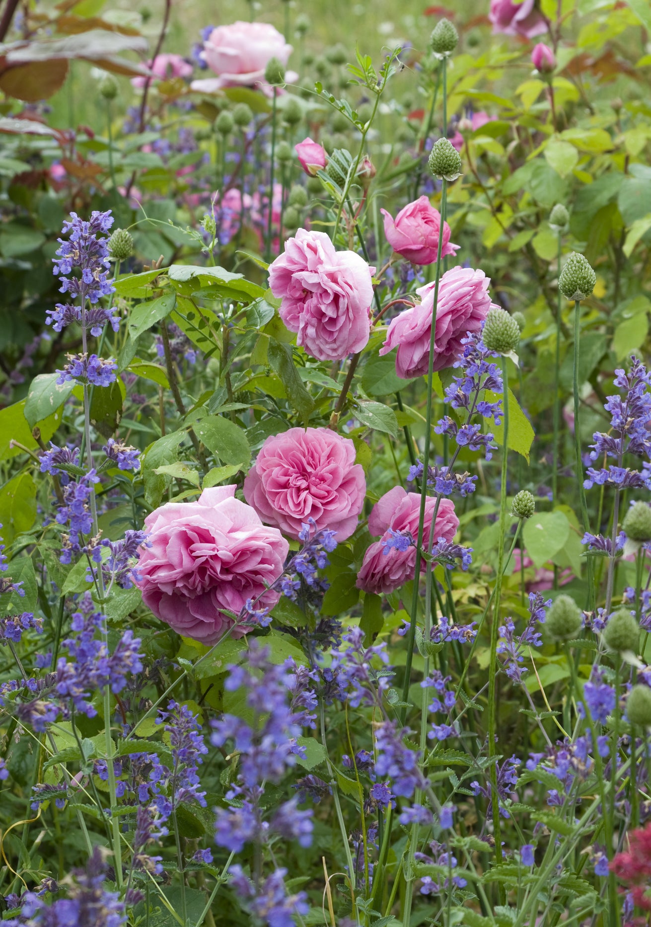 Gertrude Jekyll pink rose bred by David Austin in a border with companion plants