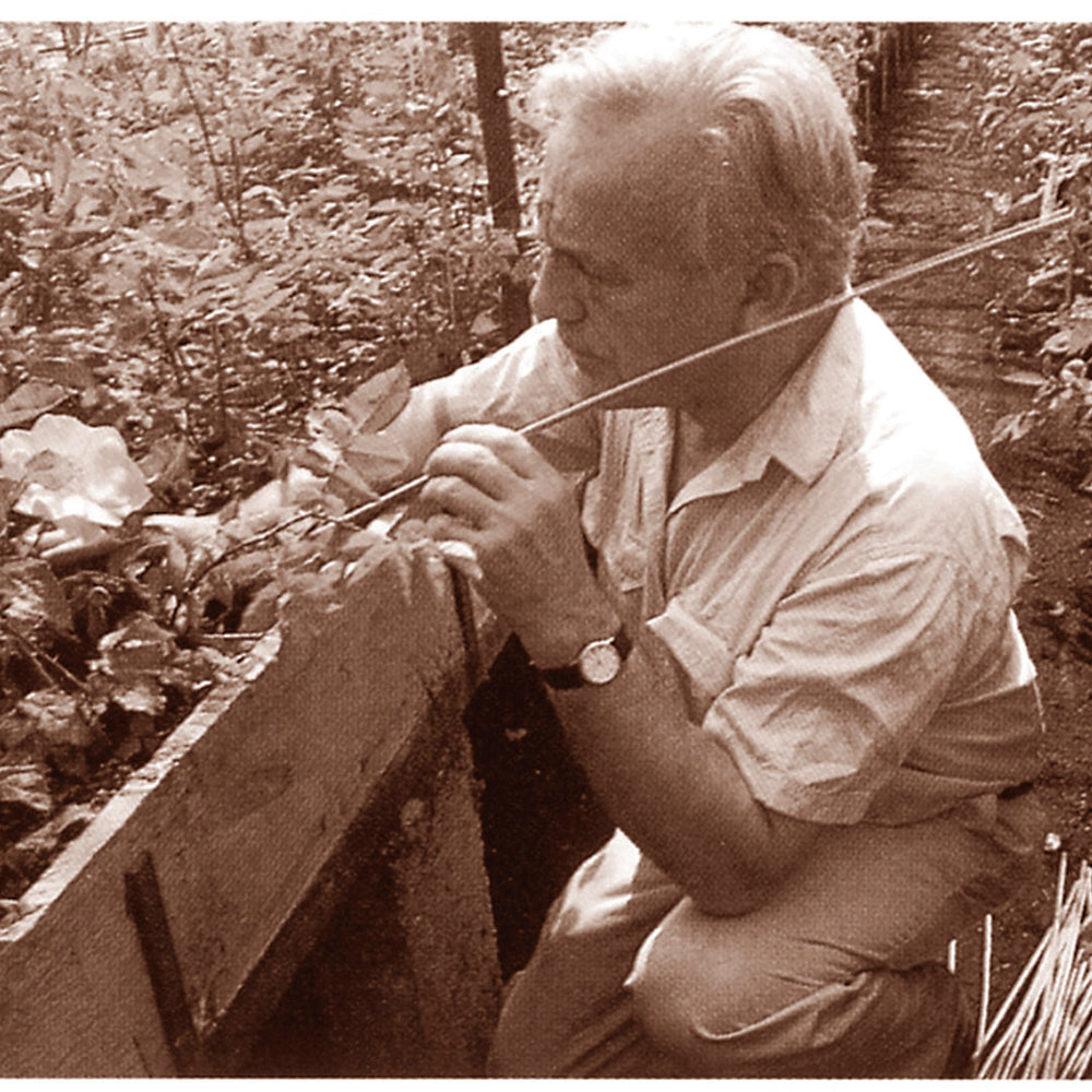 Old image of David Austin in the greenhouses