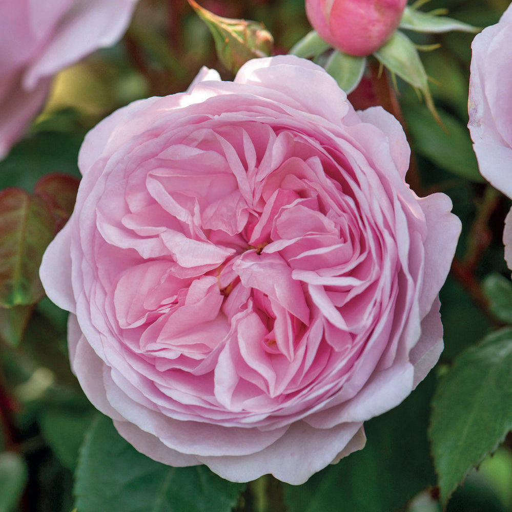 Eustacia Vye pink apricot rose bred by David Austin bloom shot