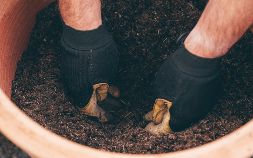 Man demonstrating width to plant a bare root rose in a pot