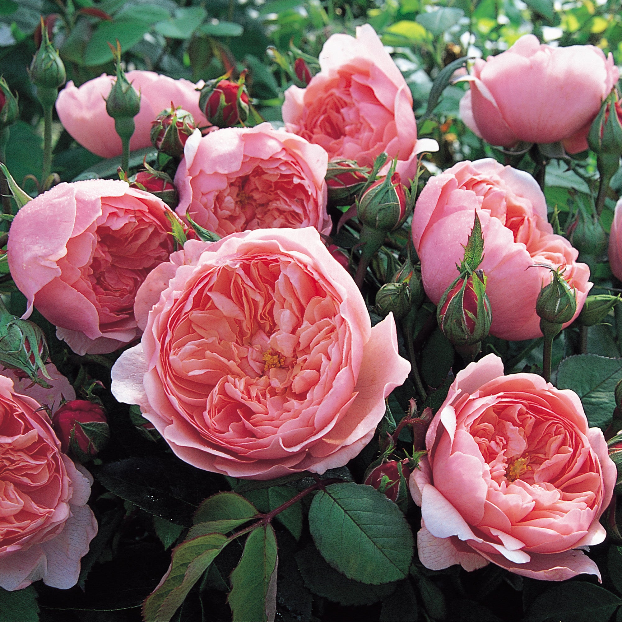 The Alnwick® Rose