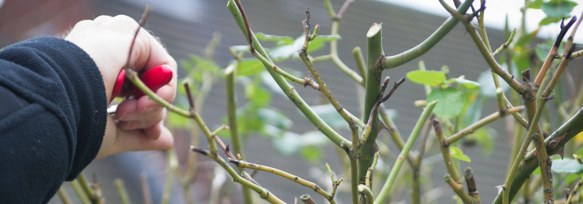 Person pruning a English standard tree rose