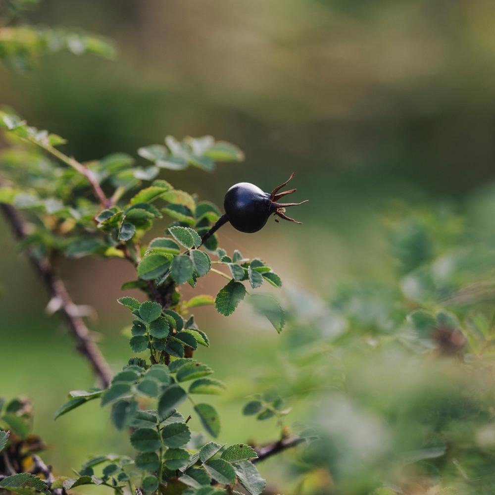 Rosa_pimpinellifolia