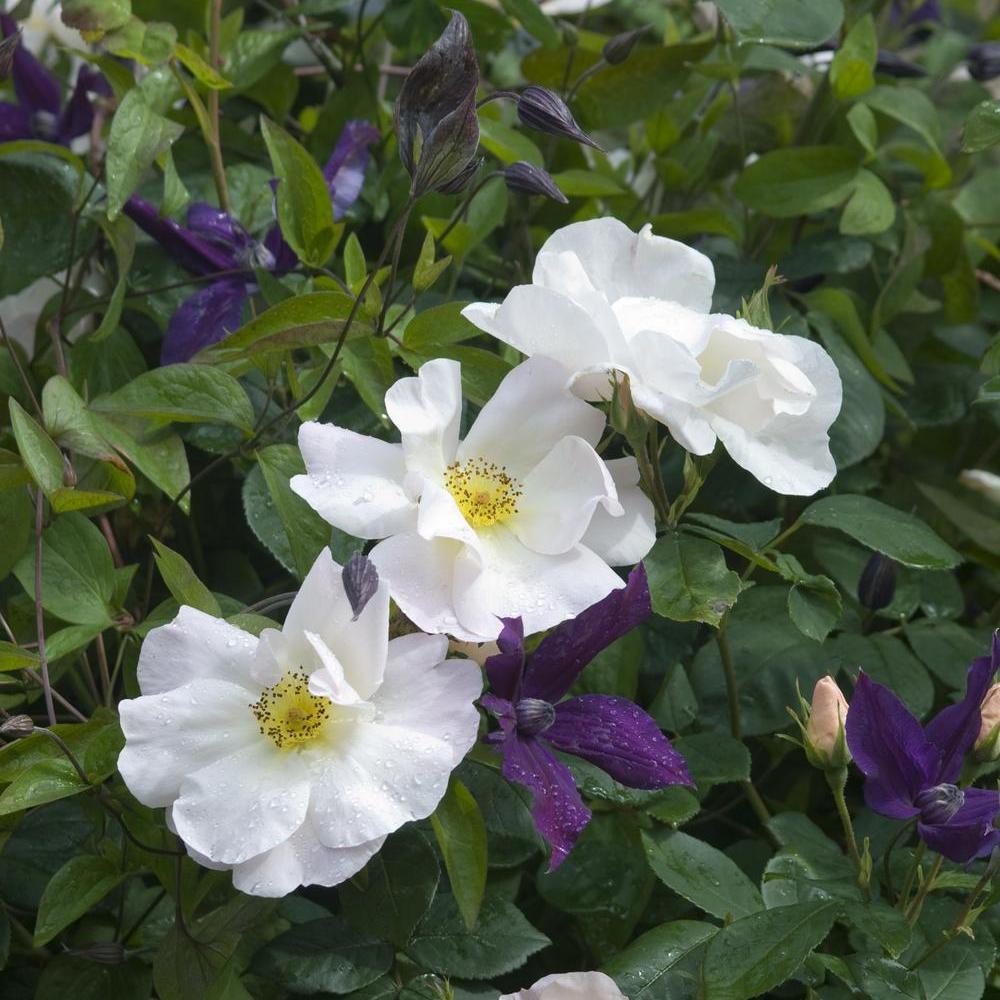 white pink Anemone companion plant