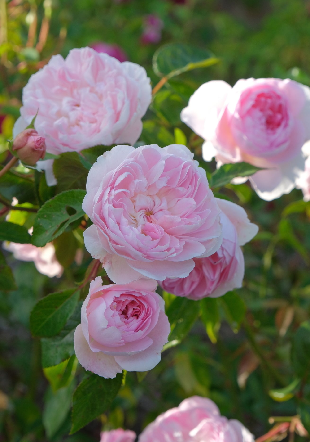 Silas_Marner prink shrub rose bred by David Austin close up bloom shot