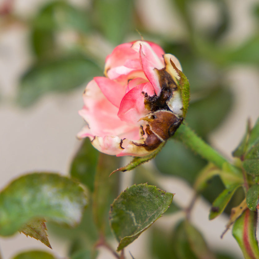 Thripse und Rosen: Wenn Knospen sich nicht öffnen