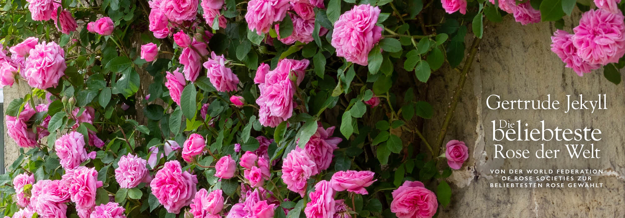 Hero image of Gertrude Jekyll pink rose as a climber with The World Favourite rose award copy on it