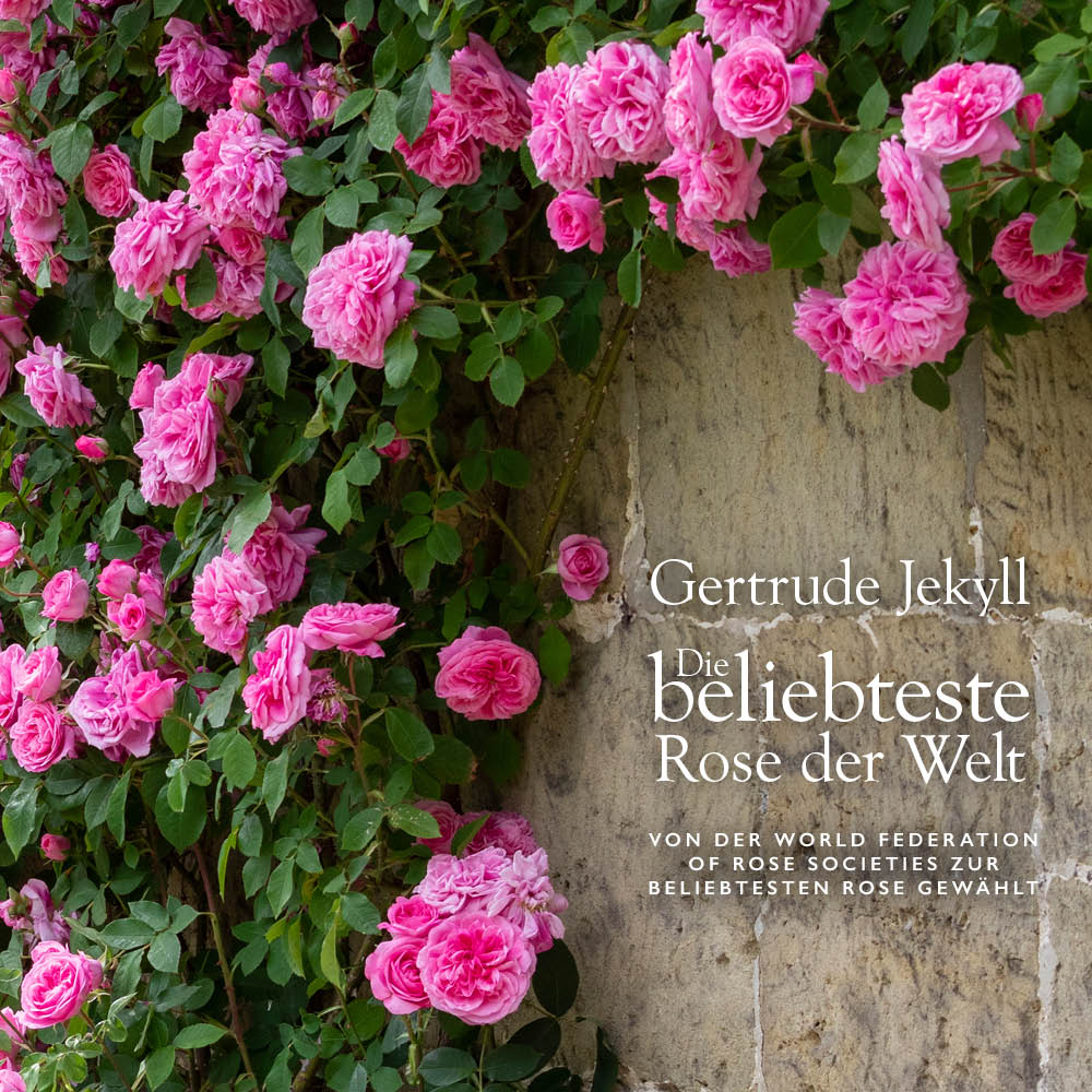 Hero image of Gertrude Jekyll pink rose as a climber with The World Favourite rose award copy on it