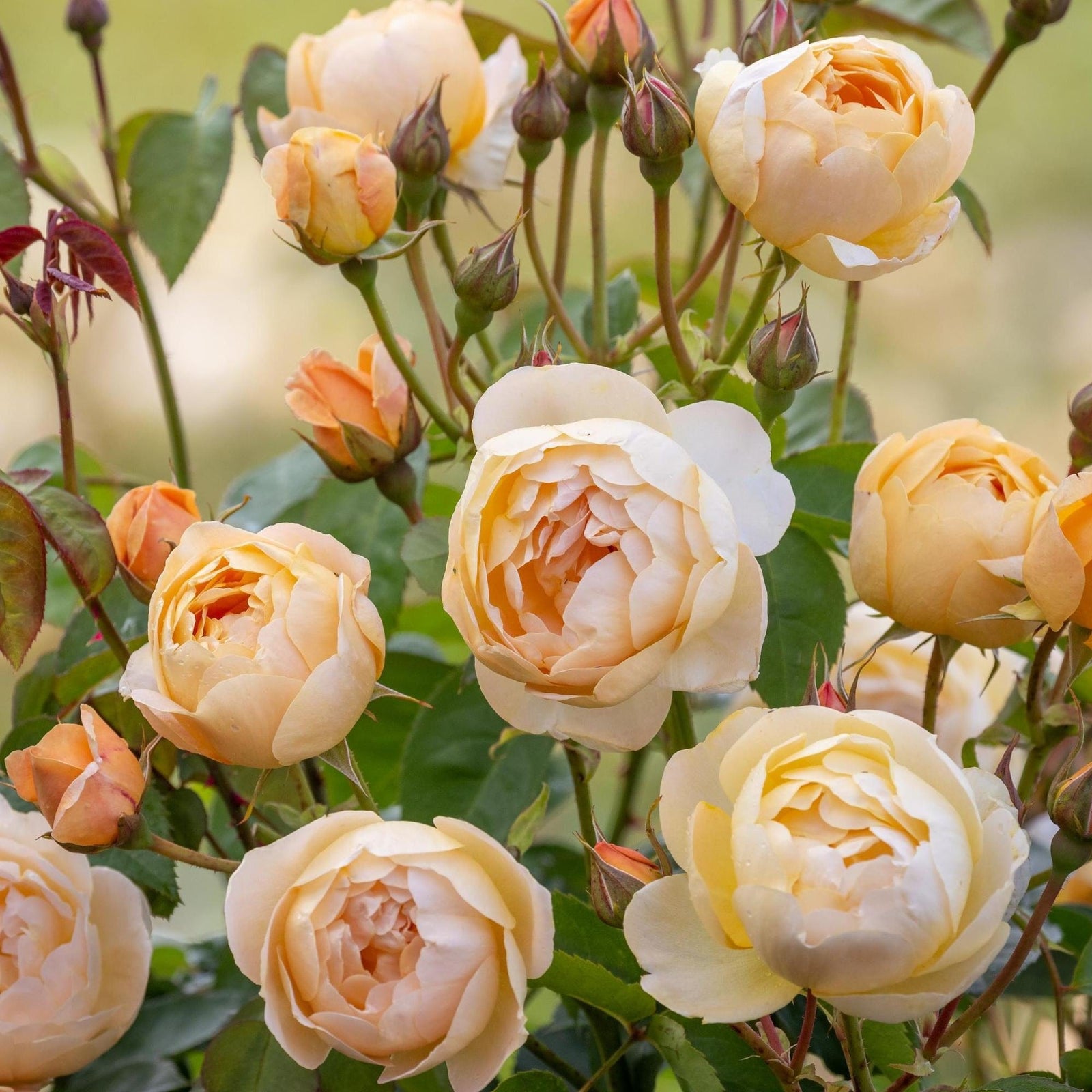 Englische Rosen Spezies