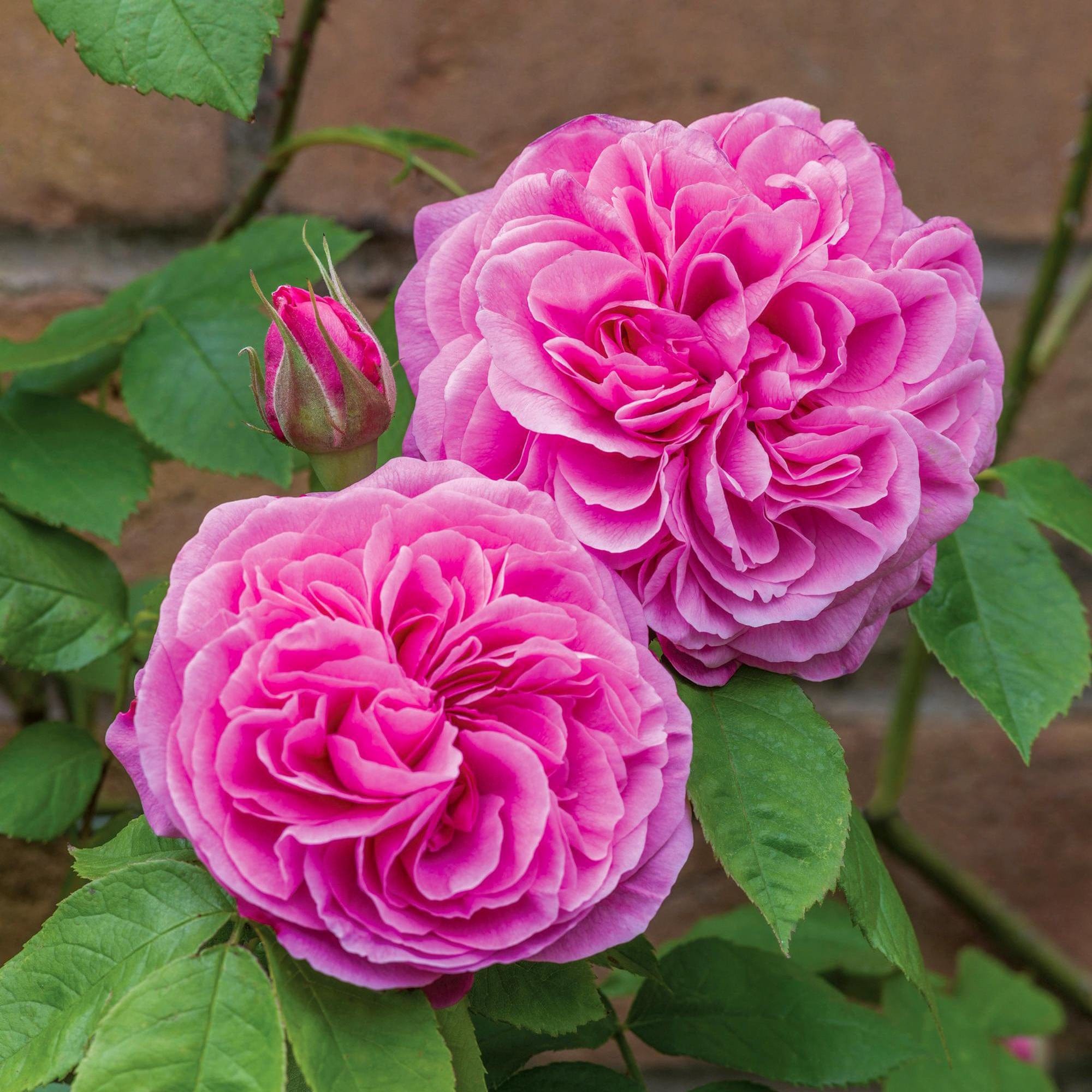 Gertrude Jekyll®