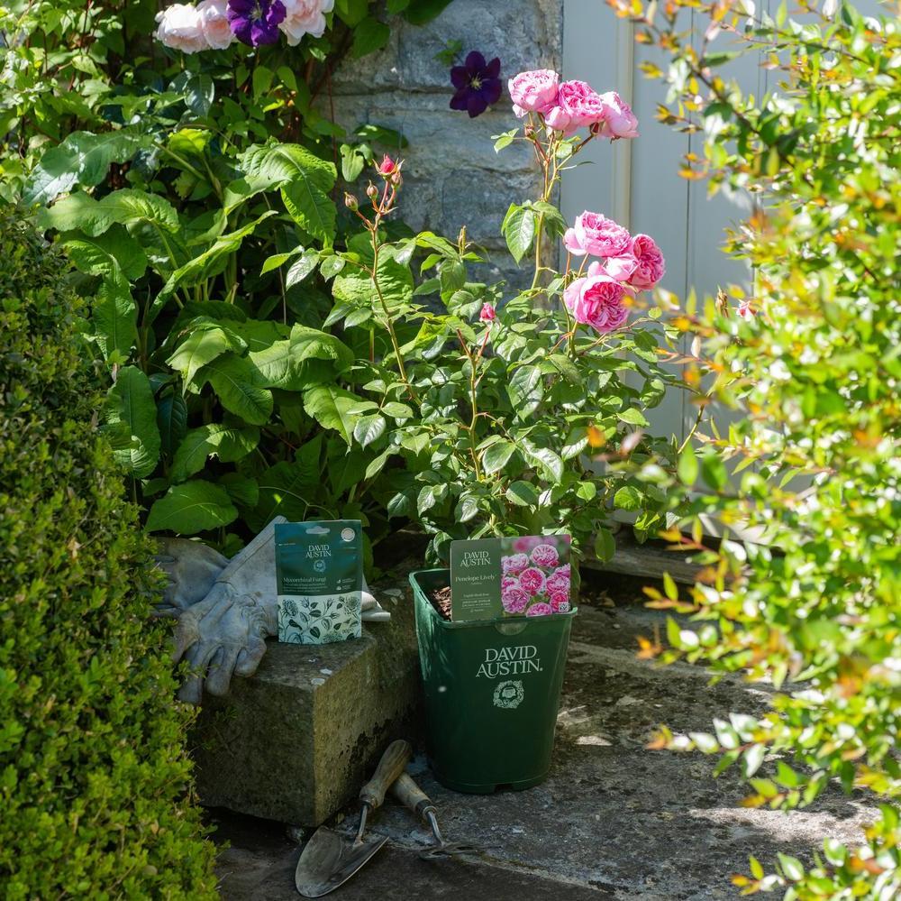 Topfrosen pflanzen: Schritt für Schritt für Garten und Kübel