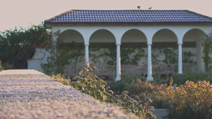 Frost garden video at David Austin roses